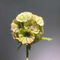 Hermosa flor Artificial de Scabiosa, tacto Real, elegante simulación de rama de Pristimera, flor falsa hecha a mano para sala de estar y escritorio - details 3
