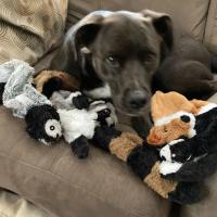 Juguete de Mascota sin Relleno Juguete de Mordedura de Peluche Duradero con Estiradores - details 6