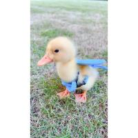 Correa de Alas de Ángel de Pato Ajustable Correa de Pecho para Pollo y Ganso - details 1