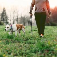 Correa para Perros de Seda y Látex Tamaño Mediano Largo Ideal para Perros Grandes Fácil de Entrenar - details 11