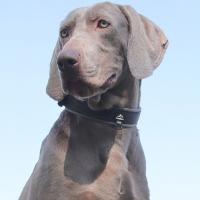 Collar de perro reflectante con correas elásticas, Collar ajustable sin tirones para mascotas para perros medianos y grandes, hebilla de liberación rápida resistente - details 1