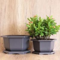 Tren simular planta jugosa bonsai plástico ETA, jardín exterior PAISE bandeja cuadrada ETA - details 1