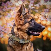 Collar táctico duradero para perros Conjunto de correa ajustable para mascotas, accesorios de entrenamiento para perros medianos y grandes, pastor alemán - details 22