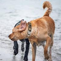 Juego de correas tácticas duraderas, collar militar estable para mascotas, correa para perros medianos y grandes, accesorios de entrenamiento para pastor alemán - details 6