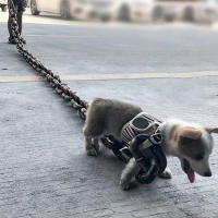 Cadena de simulación de plástico para perros y mascotas, cuerda de rastreo de mascotas, accesorios de Halloween, ligera, 1,5/3m - details 4