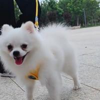 Arnés para perro en forma de X, chaleco suave y transpirable, correa para el pecho para mascotas, antiescape, suministros de tracción ajustables para caminar - details 3