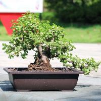 Plantas jugosas cuadradas, ovaladas, hexagonales, bonsái, pequeño éter de plástico en ETA, imitación cerámica morada, venta al por mayor - details 10