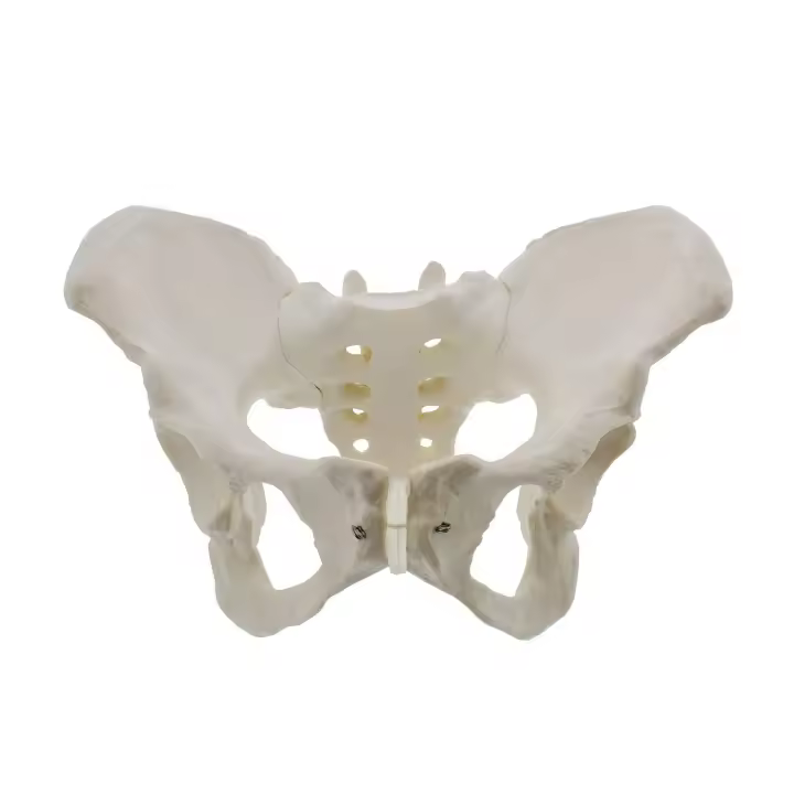 Modelo de Pelvis femenina de tamaño real, modelo de cadera, modelo de anatomía femenina, modelo de pélvico de hueso de cadera, modelo anatómico femenino - 1