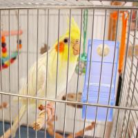 Comedero para loros, cuenco de comida para pájaros, contenedor de comida para loros, estructura Simple, suministros para pájaros, B - details 5