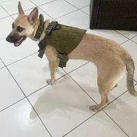 Correa Táctica para Perros Collar de Correa para Entrenamiento de Malinois y Shepherd Alemán - details 1