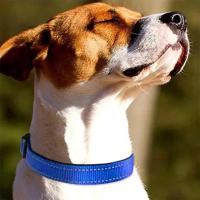 Collar reflectante para perro, suave, acolchado, transpirable, rayas de seguridad, ajustable, lindo cachorro, Collar para mascota para perro pequeño, mediano y grande - details 1
