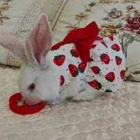 vestido de conejo con corbata para mascotas hermoso para verano vestido de fiesta para pequeños animales de estilo casual - details 3