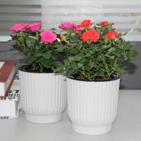 Riego automático de plástico transparente de doble capa con absorción de agua hidropónica perezosa ETA, decoración del hogar - details 0