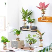 ETA hidropónica transparente para el hogar, minibotella creativa, jarrón de vidrio sin tierra, plantas verdes - details 3