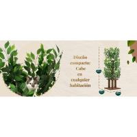 Árbol compacto y estable para gatos grandes, 4 niveles para escalar, rascar, descansar, hojas seguras, fácil montaje, duradero y apto para mascotas - details 2