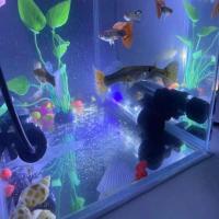 Luces LED subacuáticas con ventosas, iluminación para peceras, luces de colores mejoradas, USB, impermeables, decoración de acuario doméstico - details 5