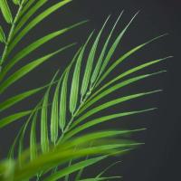 Palmeras Artificiales Grandes Helechos Falsos Hojas de Persia Tropical Ramas de Plástico - details 5