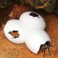 Decoración de Habitát de Reptiles Cueva de Escondite para Mascotas de Película - details 8