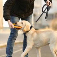 Juego auténtico perros, collares personalizados de cuero genuino mascotas, correas personalizadas para perros pequeños, medianos - details 14
