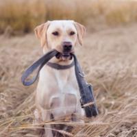 Correa Set Collar Arnés Bolsa para excrementos Bolsa de fieltro accesorios para perros modernos