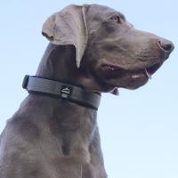 Collar de perro reflectante con correas elásticas, Collar ajustable sin tirones para mascotas para perros medianos y grandes, hebilla de liberación rápida resistente - details 14