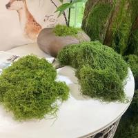 Césped de musgo de seda simulada, musgo artificial falso, diseño de paisaje de musgo de lana simulada, césped, bonsái, planta en maceta, pavimento - details 0