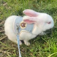 Conjunto de Arneses y Correa para Conejo Accesorios de Mascotas al Aire Libre - details 8