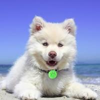 Collar Luz LED para Perros