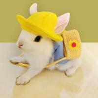 Accesorios de Traje para Mascota de Conejo Correa al Aire Libre con Bolsa y Gorro - details 3