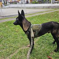 Correa Táctica para Perros Collar de Correa para Entrenamiento de Malinois y Shepherd Alemán - details 0