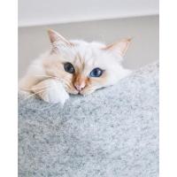 LucyBalu. ®   Juego de 3 paredes de escalada para gatos |   Escaleras para gatos para paredes interiores y exteriores |   Parque de pared para gatos de hasta 7 kg |   Pasos para fijación en la pared - details 3