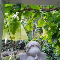 Control de plagas protector de frutas y verduras de uva, fresa, bolsas a prueba de pájaros, fundas de malla, 25/50 UDS. - details 13