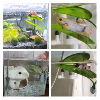 Decoración de Acuario de Peces Betta Hamaca de Hojas Artificiales para Relajación y Dulces - details 2