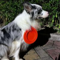 Cuenco portátil de silicona duradero para perros, dispensador de agua redondo plegable para perros, taza de alimentación para mascotas expandible para caminar y viajar - details 1