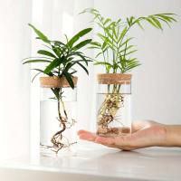 1 unidad, florero de cristal para plantas para ración doméstica, estación de propagación de plantas, florero de brotes, hidroponía de escritorio - details 0