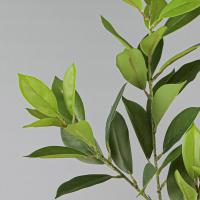 Grandes ramas artificiales de Fagraea, ramas realistas hechas a mano de Pachira, elegante, tacto Real, Ilex Chinensis Artificial - details 2