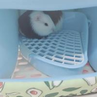 Nido de Muselina Suave para Cobayas Almohadilla Ligera y Transpirable para Mascotas Pequeñas - details 9