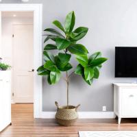 Ramo de Figaro Artificial Hojas de Banyán Grandes Planta de Goma Falsa - details 9