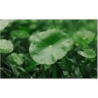 CENTELLA