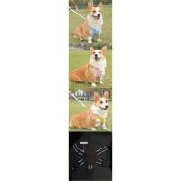 Conjunto de arnés reflectante ajustable y transpirable para perros y gatos - details 1