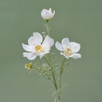 Rama de flor de Cosmos Artificial de lujo, simulación realista de plástico, crisantemo, elegante flor falsa hecha a mano - details 10
