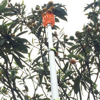 Cabezal recolector de frutas de plástico, herramienta de recolección de Jujube, Bayberry, jardín, huerto, granja, alta altitud - details 10