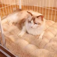 Alfombrilla de cojín para gatos, colchoneta de lana de conejo para invierno, cama gruesa y cálida, almohadilla para dormir de felpa para gatos, sofá suave y cómodo para gatos - details 4