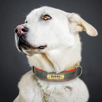 Collar de Cuero Personalizado para Perros Suave y Almohadilla Placa de Identificación de Mascota - details 16