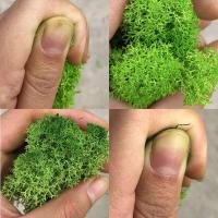 Plantas verdes artificiales de 10/50g, musgo eterno, manualidades DIY, césped, jardín, decoración del hogar, mini país, hierba, plantas falsas - details 4