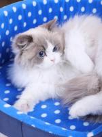 Cama para gatos, muebles para mascotas, productos para mascotas, muebles para casas y Habitats, sofá para gatos, accesorios para el hogar - details 5