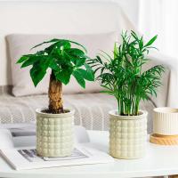Riego automático de plástico transparente de doble capa con absorción de agua hidropónica perezosa ETA, decoración del hogar - details 2