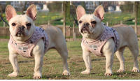 Arnés con correa para perro y gato, chaleco ajustable para caminar, suave y transpirable, Collar a cuadros para cachorros pequeños y grandes - details 7