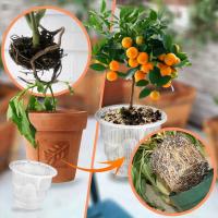Maceta transparente de orquídeas de 10/12/15cm, macetas de orquídeas transpirables ranuradas de plástico, macetas para plantas, decoraciones de jardín y jardín - details 0
