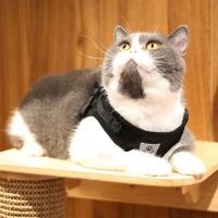 Arnes y correa ajustables y transpirables para mascotas Chaleco a prueba de Escape para gatos - details 12